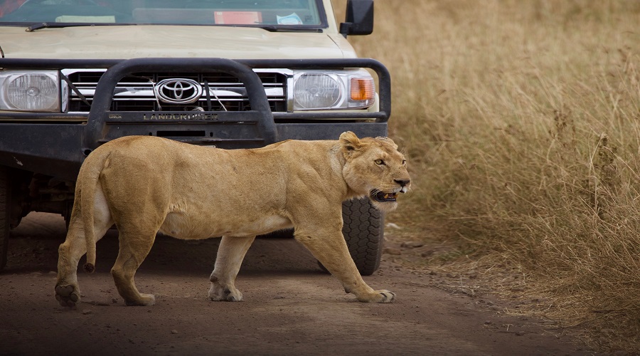 Overland Safari vs. Fly-in Safari: Pros and Cons